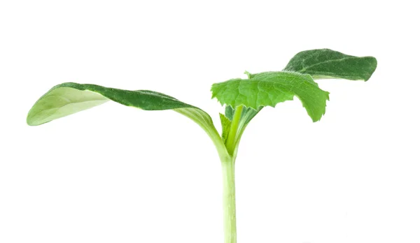 Kürbiskeimling auf weißem Hintergrund — Stockfoto