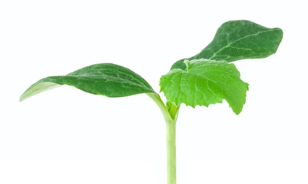 Pumpkin seedling on white background — Stock Photo, Image