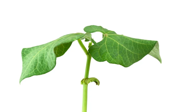 Planta de feijão pequeno — Fotografia de Stock