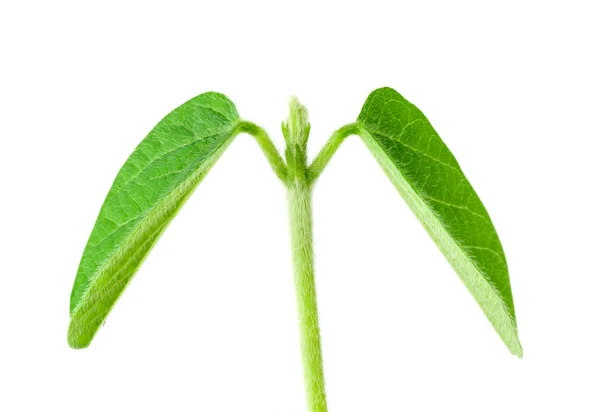 Sojapflanze — Stockfoto