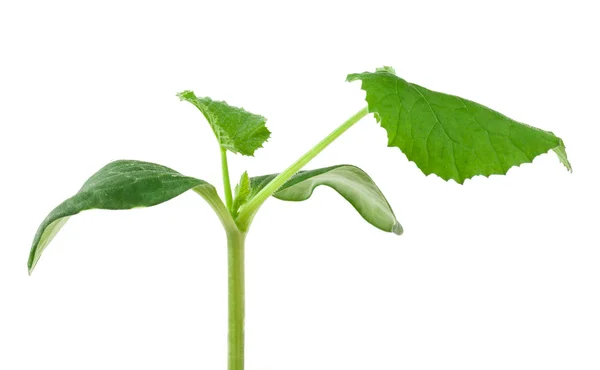 Kürbiskeimling auf weißem Hintergrund — Stockfoto