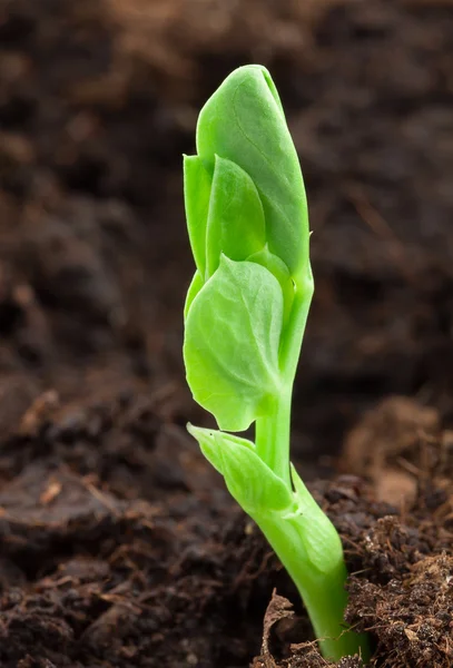 Erwt plant — Stockfoto