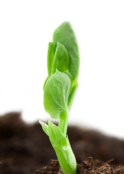 Planta de guisante — Foto de Stock