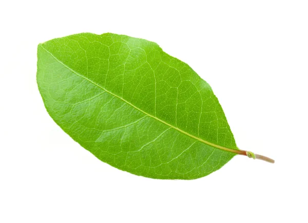 Lagrarleafen — Stockfoto