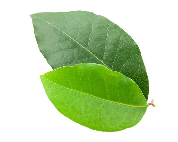 Hoja de laurel — Foto de Stock