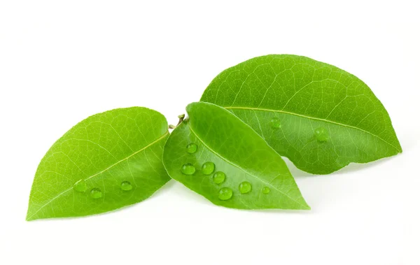 Laurel leaf — Stock Photo, Image