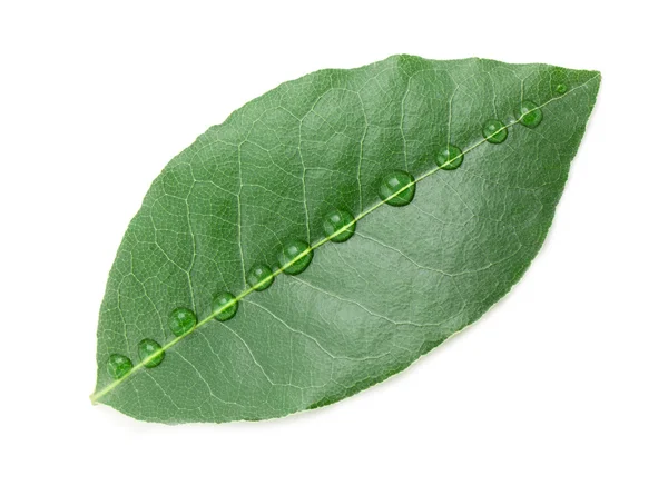 Hoja de laurel — Foto de Stock