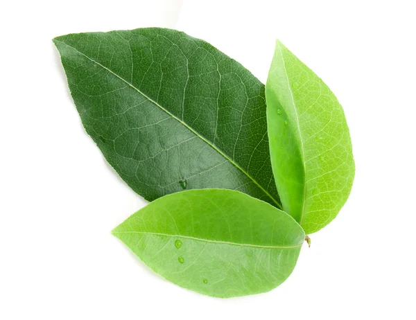 Hoja de laurel — Foto de Stock