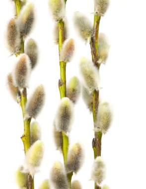 Willow çiçekler