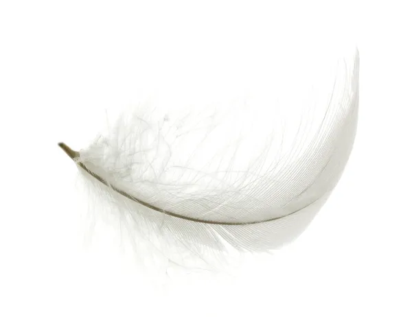 White feather — Stock Photo, Image