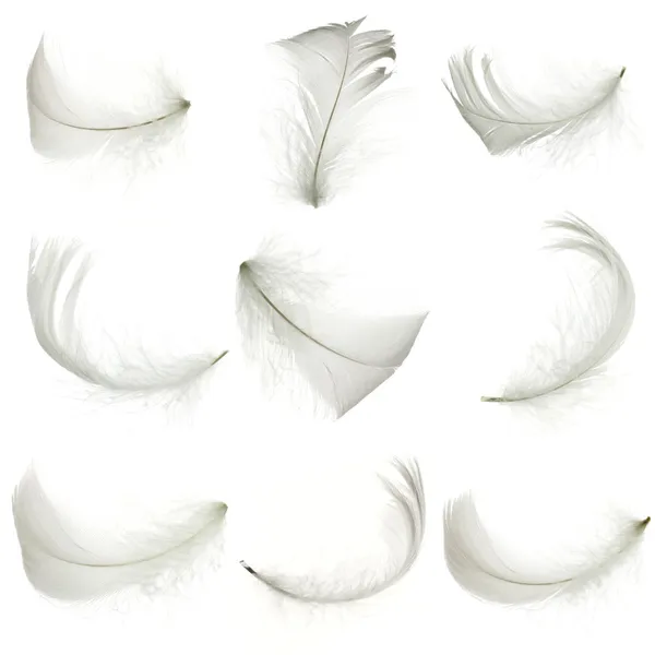 White feather — Stockfoto