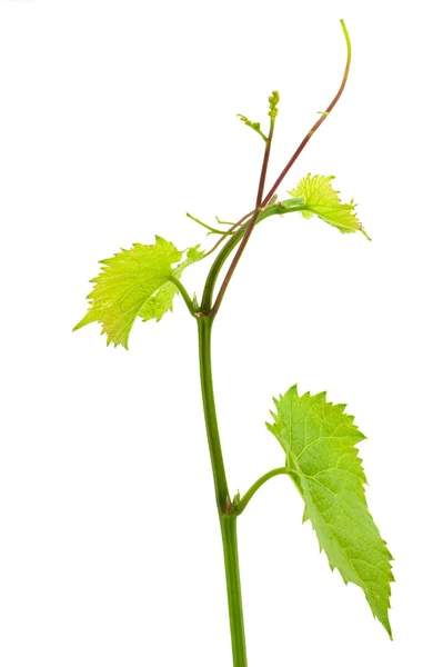 Grape leaf — Stock Photo, Image