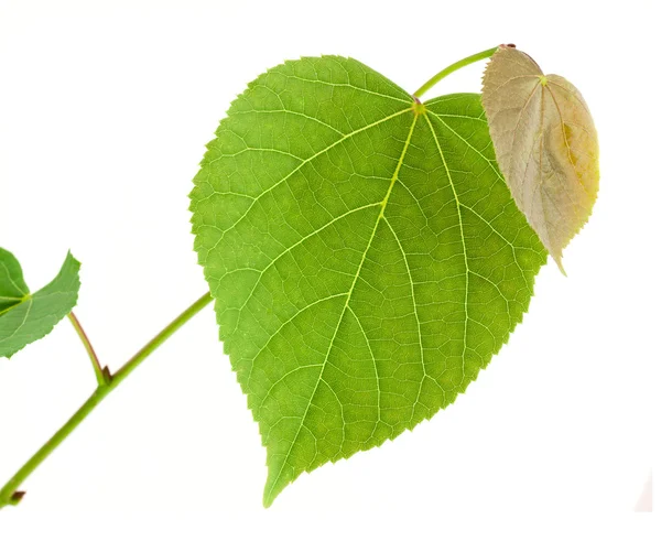 Linden tree — Stock Photo, Image