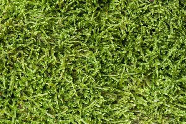 Textuur van moss — Stockfoto