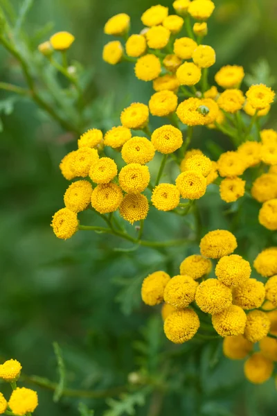 Gele tansy bloemen — Stockfoto