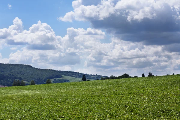 Campo de soja — Foto de Stock