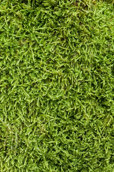 Texture of moss — Stock Photo, Image