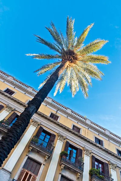 Palmer på placa reial, barcelona — Stockfoto