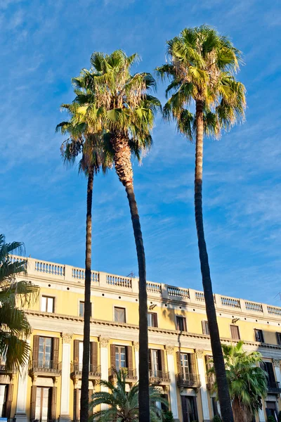 Palmiye ağaçları, placa reial, barcelona — Stok fotoğraf