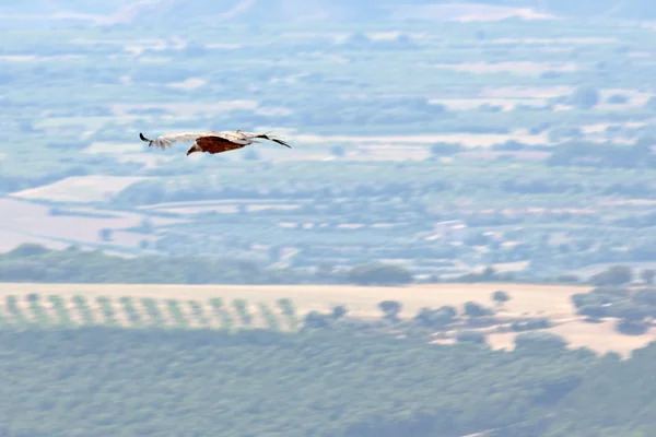 스페인의 풍경을 통해 비행 이집트 독수리 — 스톡 사진