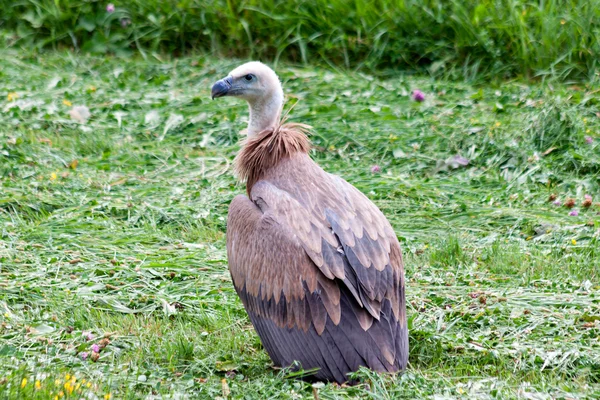 Griffon Vulture on the ground in the Spanish Pyrenees — Stock Photo, Image