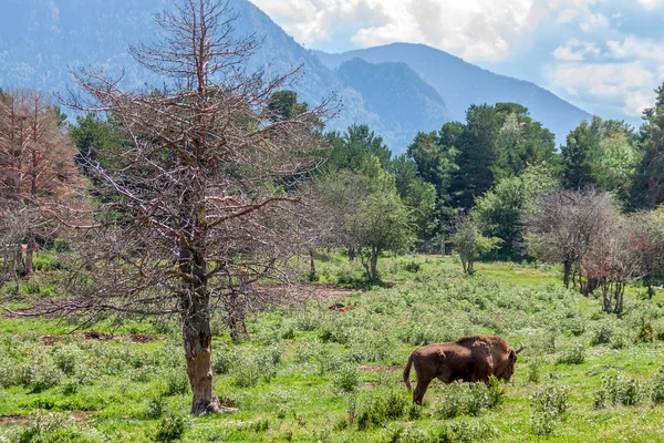 Europese hout bizon in het forest — Stockfoto