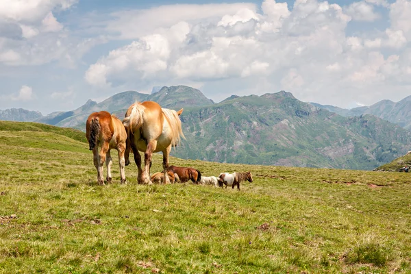 Koně ve francouzských Pyrenejích — Stock fotografie