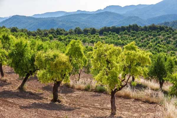 Мигдалевих дерев з портів de besseit гори на задньому плані — стокове фото