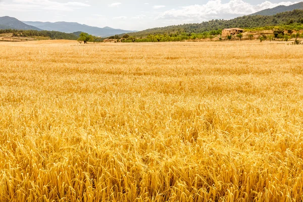 Campo di avena dorata — Foto Stock