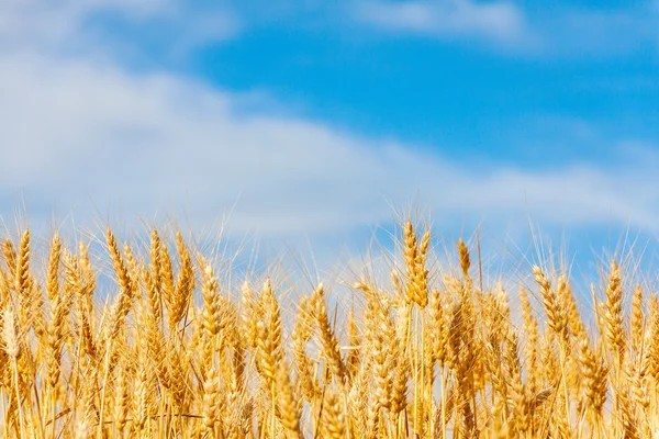 Golden oat field against blue sky — Stock Photo, Image