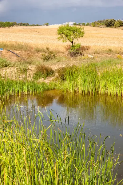 Campo de avena, almendro y paisaje de estanque —  Fotos de Stock