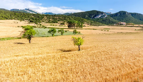 Campo de avena y almendros con Puertos de Besseit en el Backgrou —  Fotos de Stock