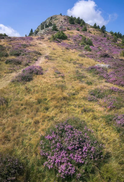 Zomer Bloeiend Bergpad — Stockfoto