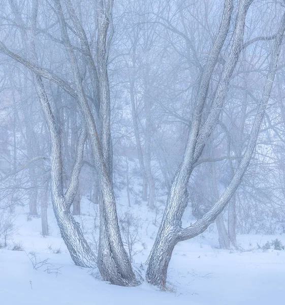 Висококласне Зображення Снігових Плям Взимку — стокове фото
