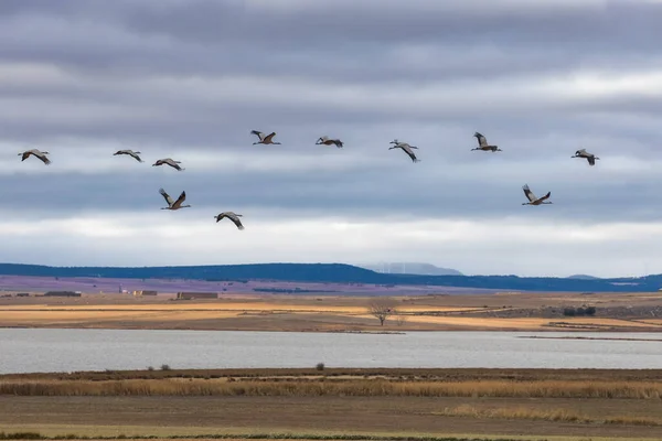 Gregge Gru Ritorno Alla Laguna Gallocanta Spagna — Foto Stock