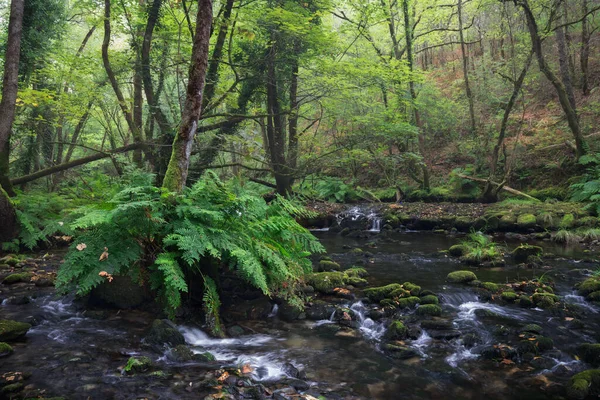 Řeka Přes Deštný Prales Galicii Španělsko — Stock fotografie