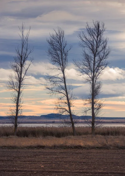 Splendidi Alberi Invernali Nella Riserva Naturale Della Laguna Della Gallocanta — Foto Stock