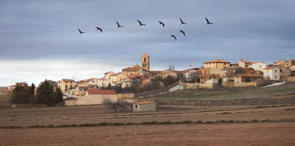 Gallocanta Köyü Nün Üzerinde Uçan Turna Sürüsü — Stok fotoğraf