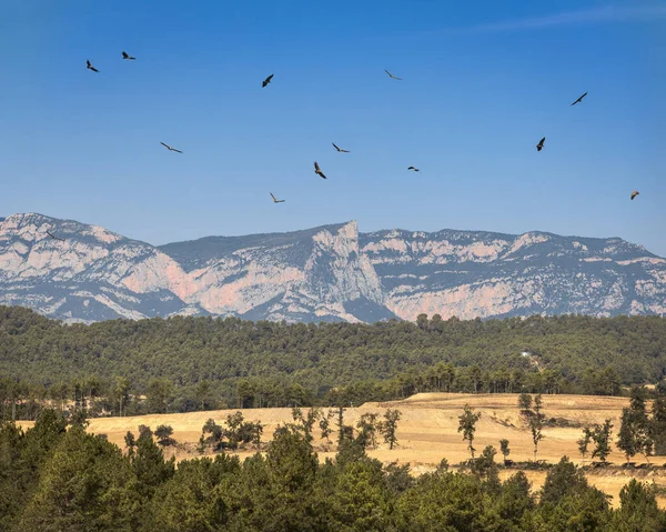 Avvoltoi Che Volteggiano Nel Cielo — Foto Stock