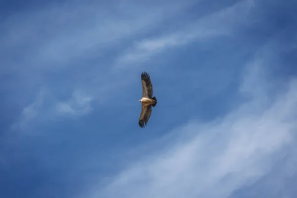 Grifone Avvoltoio Contro Nuvoloso Cielo Blu — Foto Stock