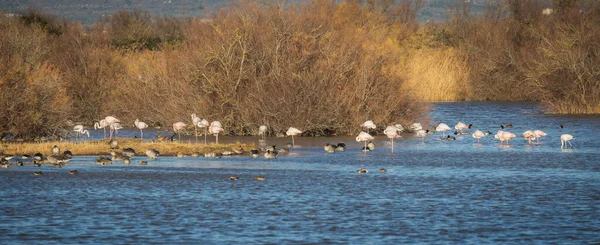 Flamingos Spotted Aiguamolls Emporda Καταλονία — Φωτογραφία Αρχείου