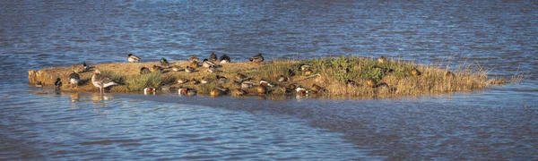 Wetland Ducks Aiguamolls Demporda Catalonia — 스톡 사진