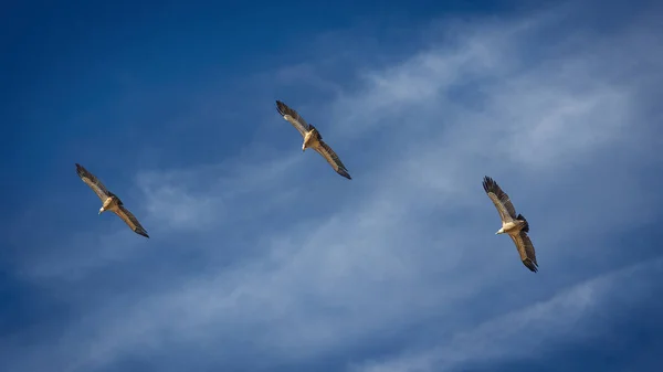 Avvoltoi Che Volteggiano Nel Cielo — Foto Stock