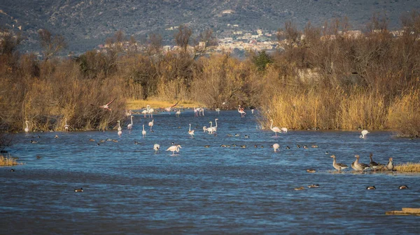 Fenicotteri Avvistati Aiguamolls Emporda Catalogna — Foto Stock