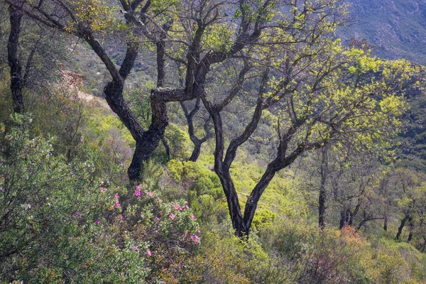 Cork Oak Tree Forest Catalonia — Stock Photo, Image