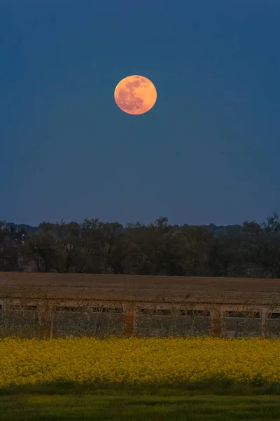 Pink Supermoon April 2022 — стоковое фото