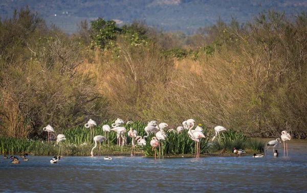 Flamingos Spotted Aiguamolls Emporda Καταλονία — Φωτογραφία Αρχείου