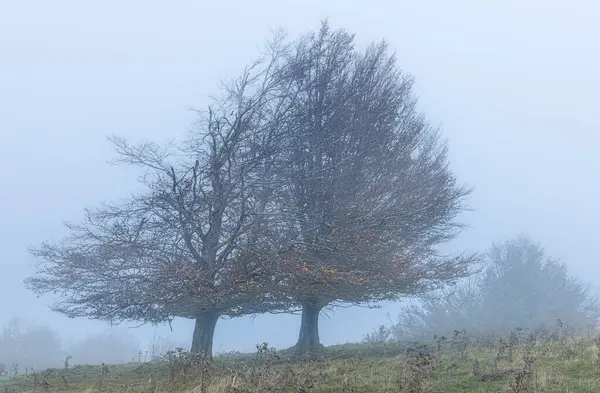 Autumn Scene Tree Fog — Stock fotografie