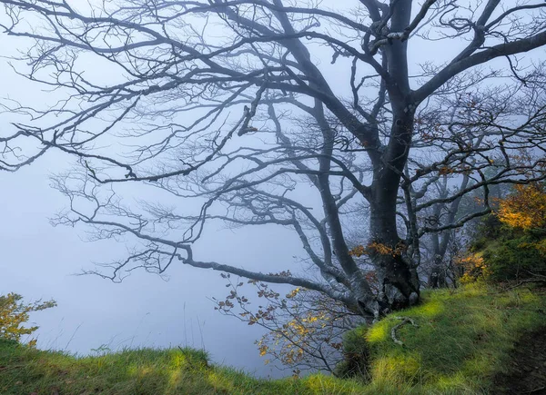 Autumn Scene Tree Fog — Stock fotografie