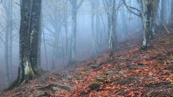Beautiful Autumn Foggy Landscape Garrotxa Catalonia — Stock fotografie